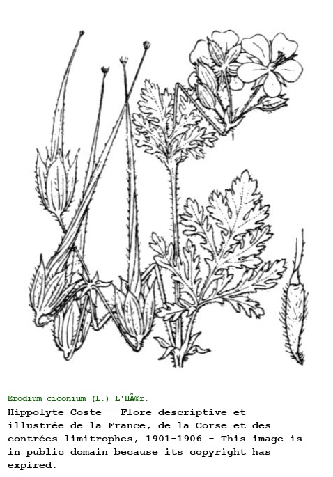 Erodium ciconium (L.) L'HÃ©r.